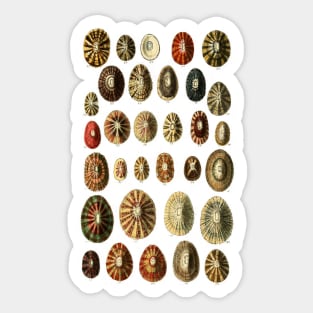 Limpet Shells Vintage Antique Scientific Natural History Illustration Sticker